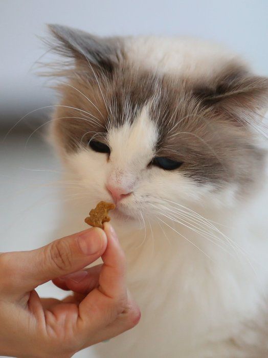 画像/iStock、Getty Images Plus、ゲッティイメージズ