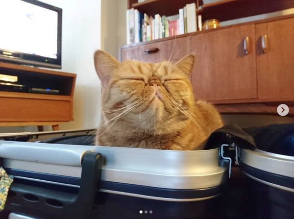 箱に入る猫
