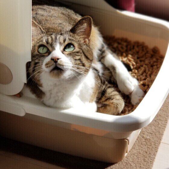 トイレに入る猫