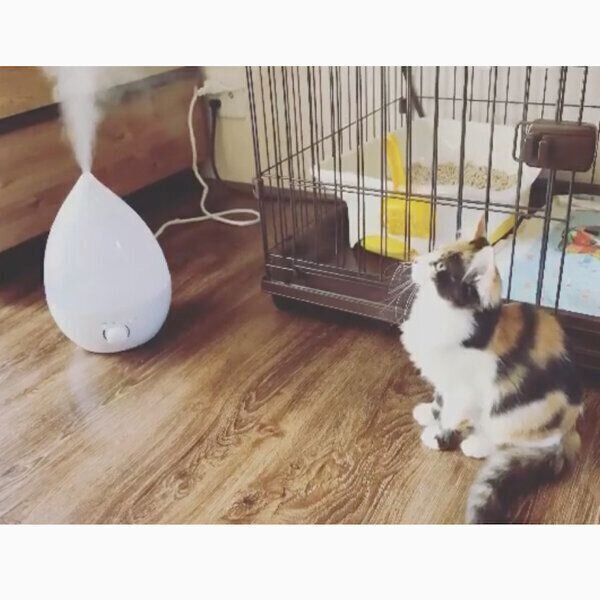 加湿器の水蒸気が気になるてんちゃん