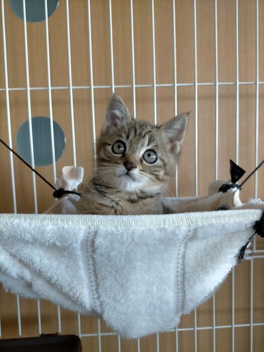 保護から約1週間後の子猫