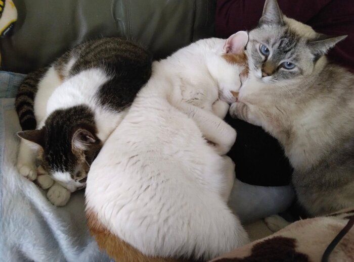 すてらちゃんとほかの猫たちの仲良しショット