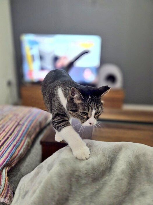 飼い主さんの膝に添えられた前足がかわいい