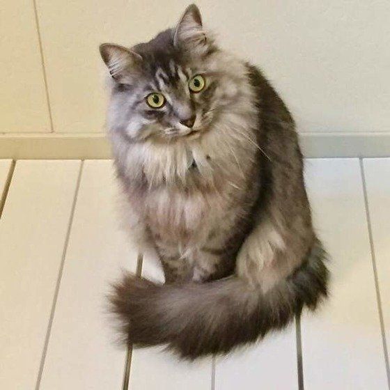 冬の定番