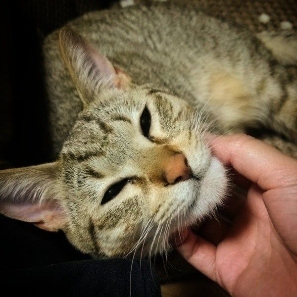 あごの下を撫でられているMIXジトラ猫
