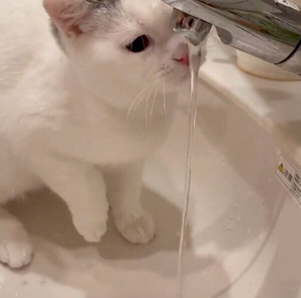 水が気になるカツヲくん