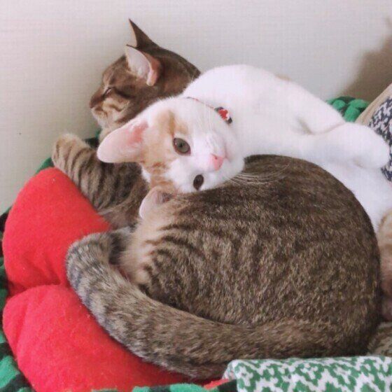 仲良しな猫