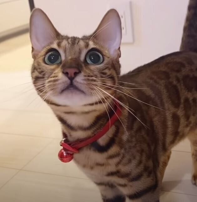 見上げるベンガル猫
