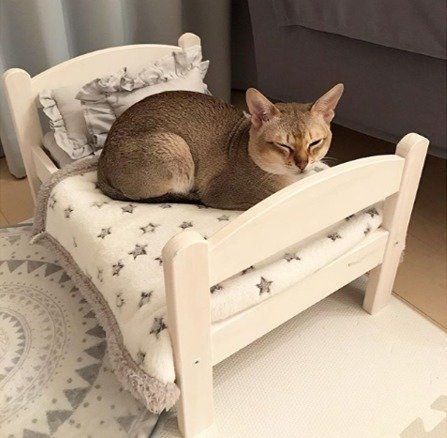 子供部屋風猫ベッド