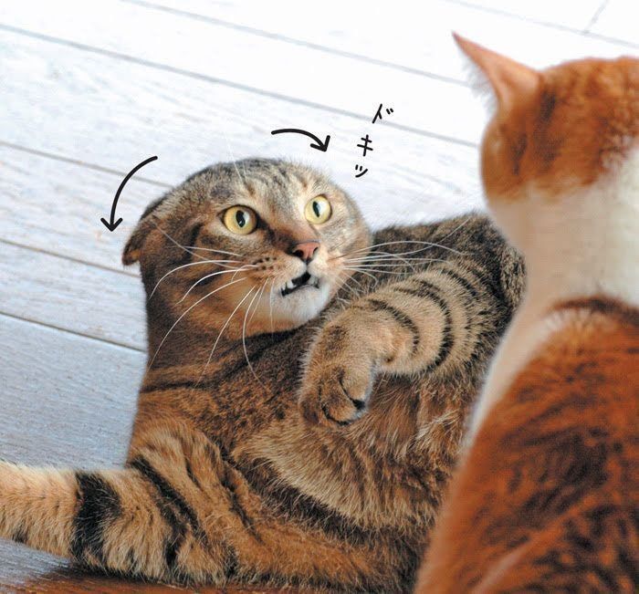 怯えている猫