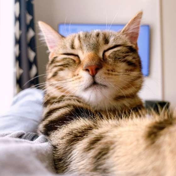 目を細める猫