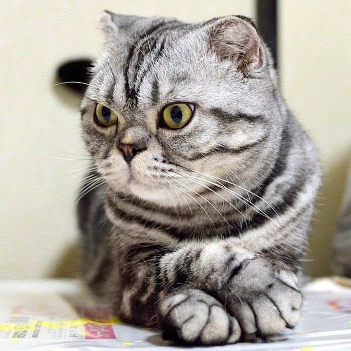 @tacos_cat
