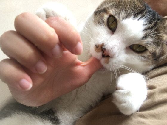 甘える猫