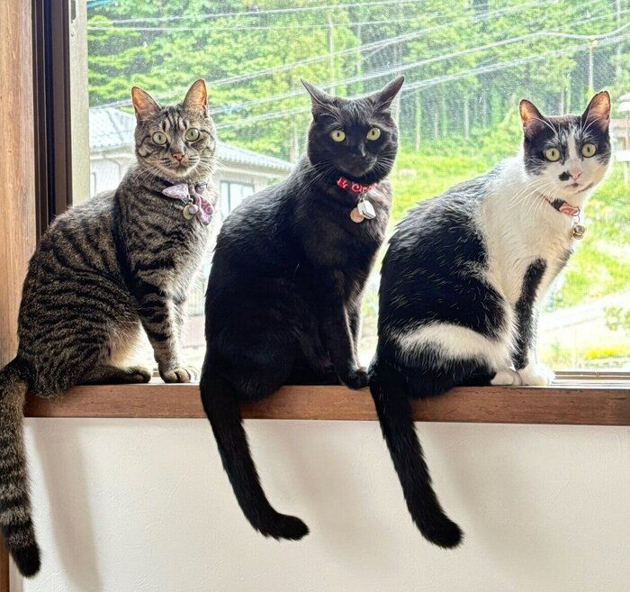 ニャルソック中の3匹