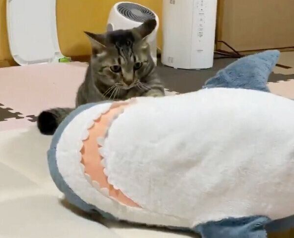こねこねする猫ちゃん