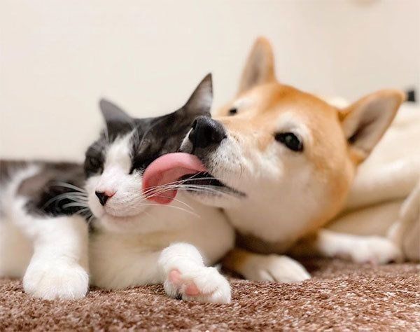 からしちゃんの顔を舐めるうららちゃん