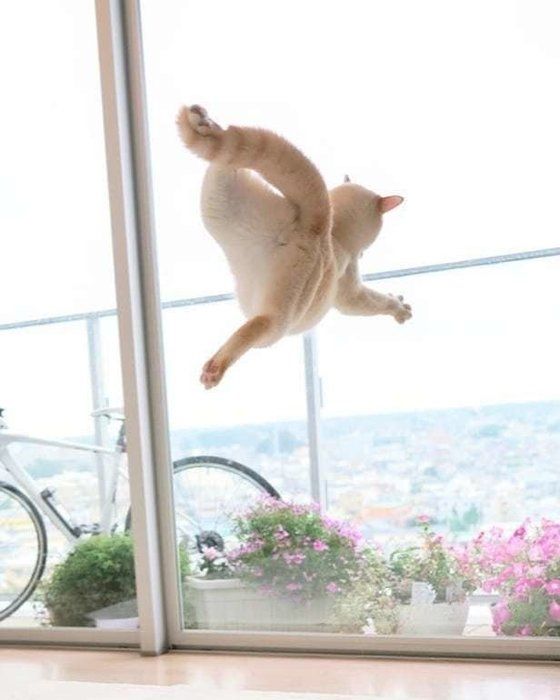 空飛ぶチャコたん