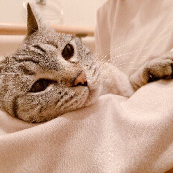 レオくん