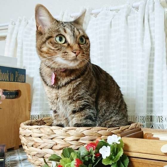 座る猫