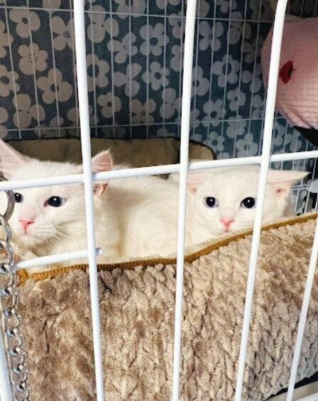 お迎え当日の2匹の猫