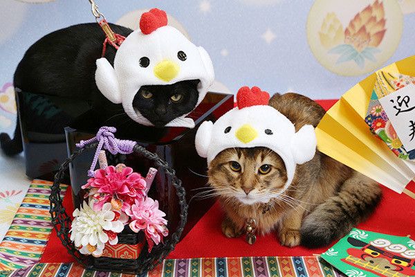 にわとりの被り物をする猫