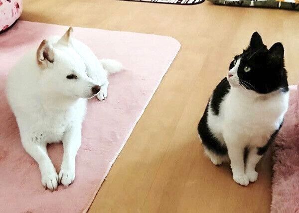 まったりするかりんちゃんとゆずちゃん