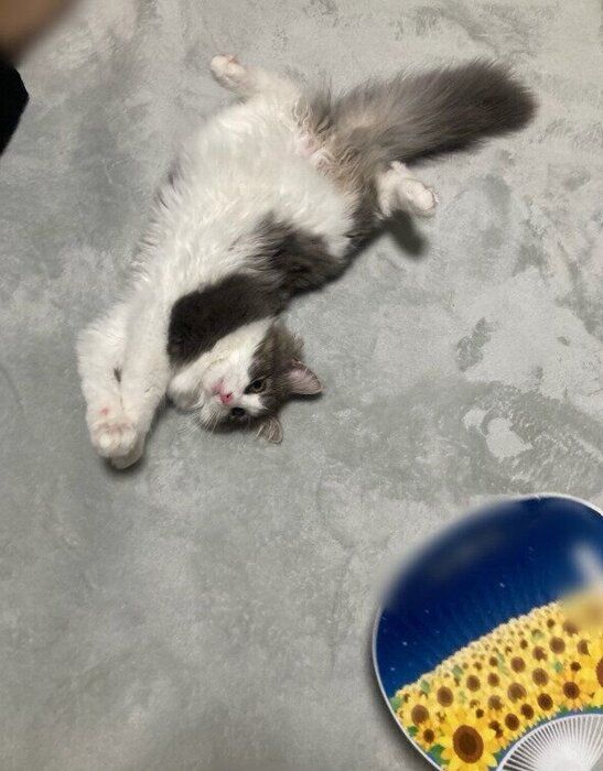 生後5カ月頃のノルウェージャンフォレストキャット