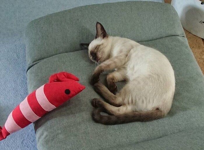 遊び疲れて寝る生後4カ月の子猫