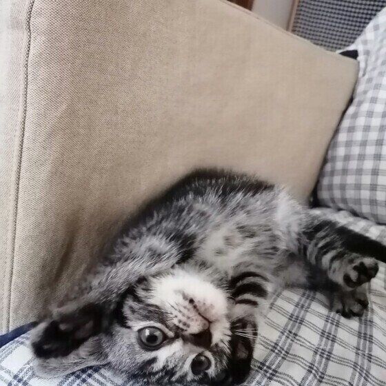 寝転がるアメリカンショートヘア