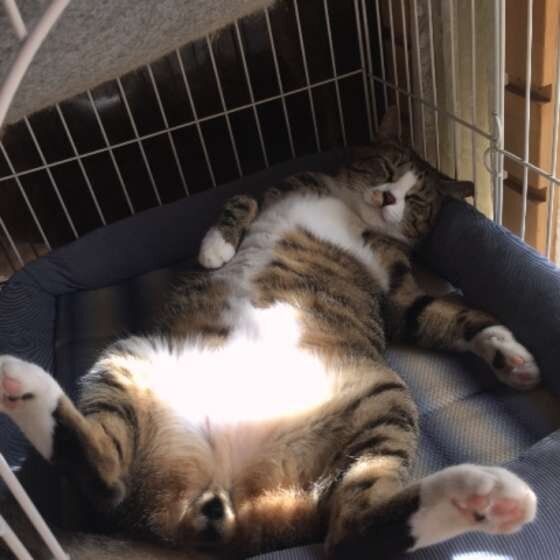 へそ天で眠る猫(MIX、オス)