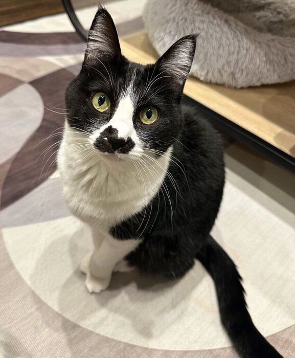 見つめるおはぎちゃん