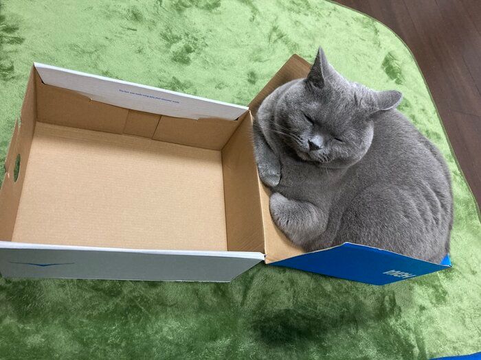 箱のフタに入るシャルトリュー