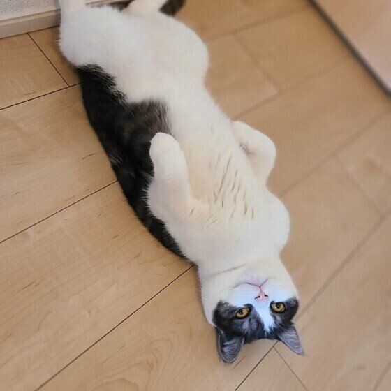 ブリティッシュショートヘアのごまくん