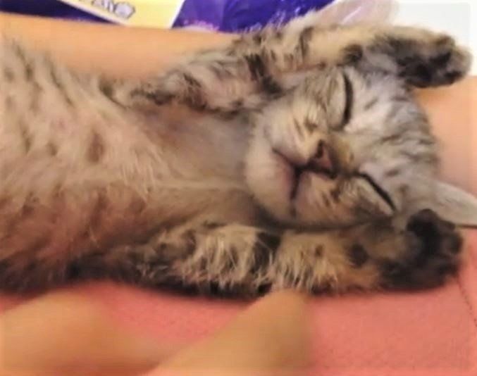 子猫 マロちゃん