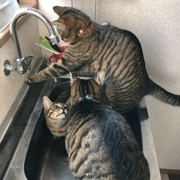 3兄弟の猫