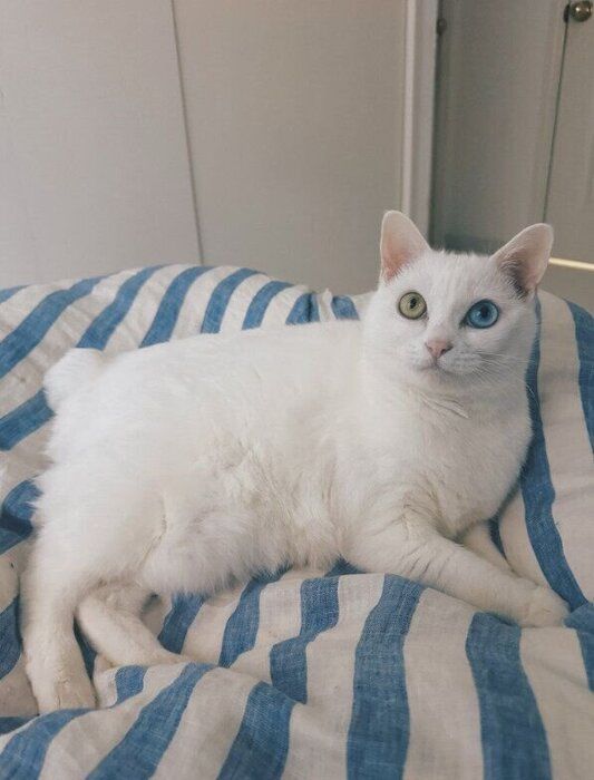 ベッドでくつろぐ猫