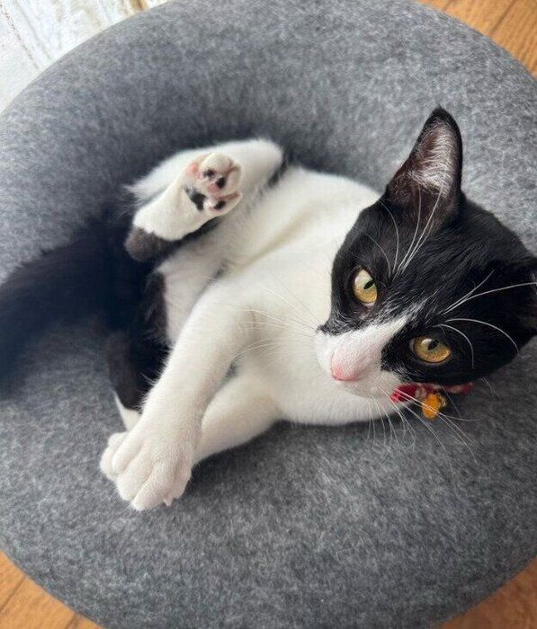 くつろいでいる猫