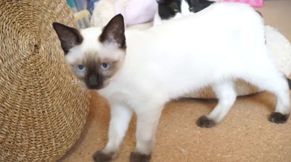 呆然とする猫