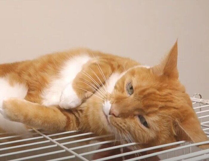 寝る猫