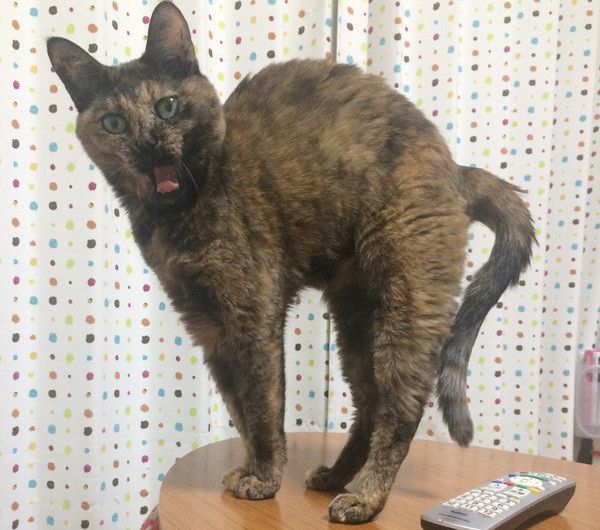 あくびする猫
