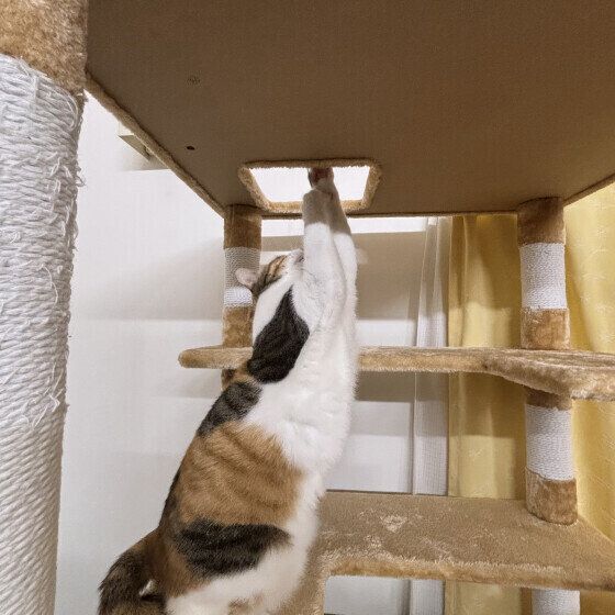 立って伸びるミケ猫