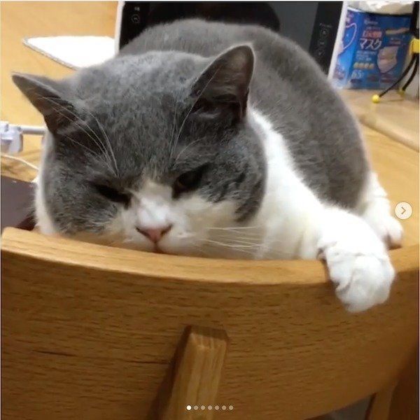 寝相がかわいいブリティッシュショートヘア