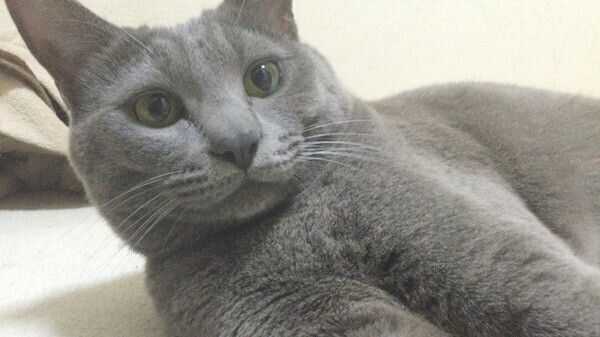見つめる猫