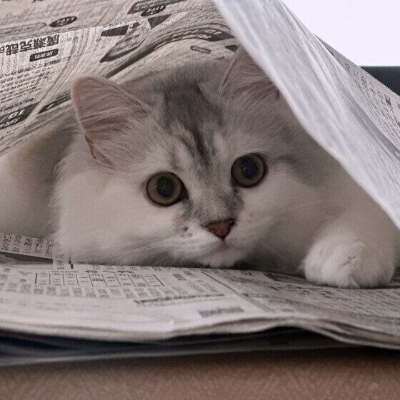 新聞の間にはさまるラガマフィン