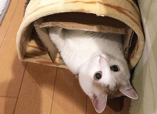 遊ぶ猫