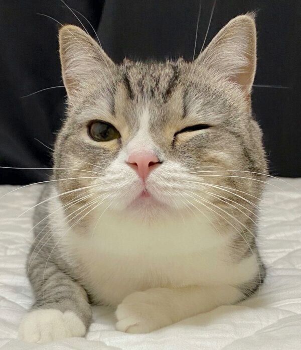 色目を使うもちまるくん
