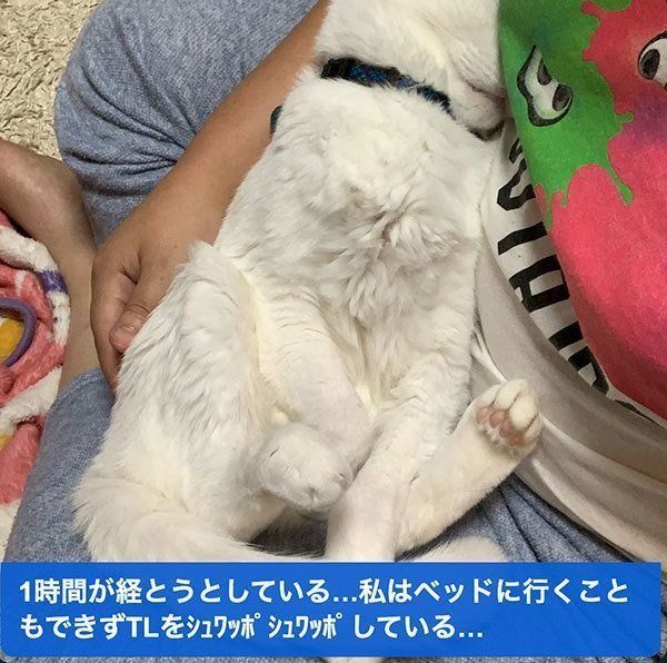 膝の上で寝るハク様