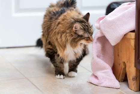 部屋の中を歩き回る猫