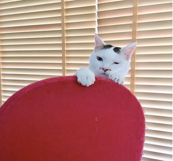 見つめる猫