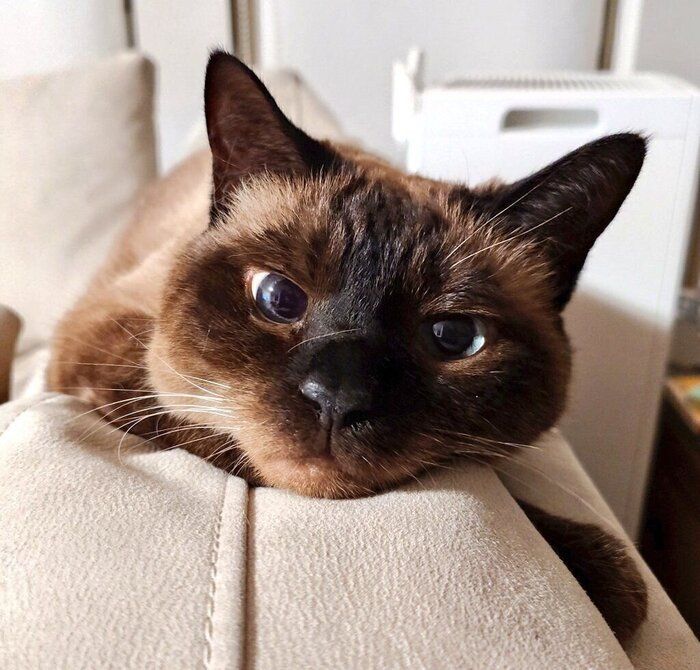 ソファでまったりするルシウスくん